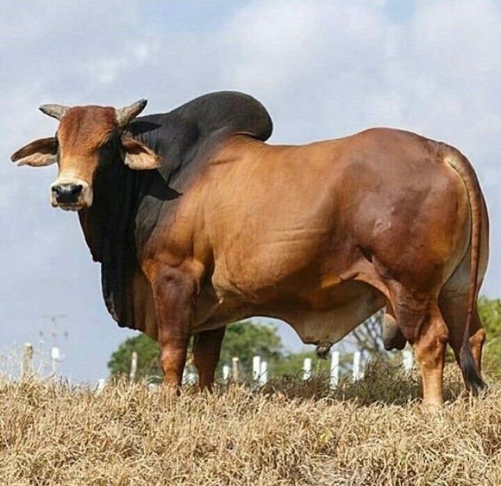 Boeuf red  braham