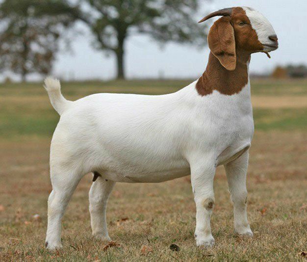 Chèvre djallonké