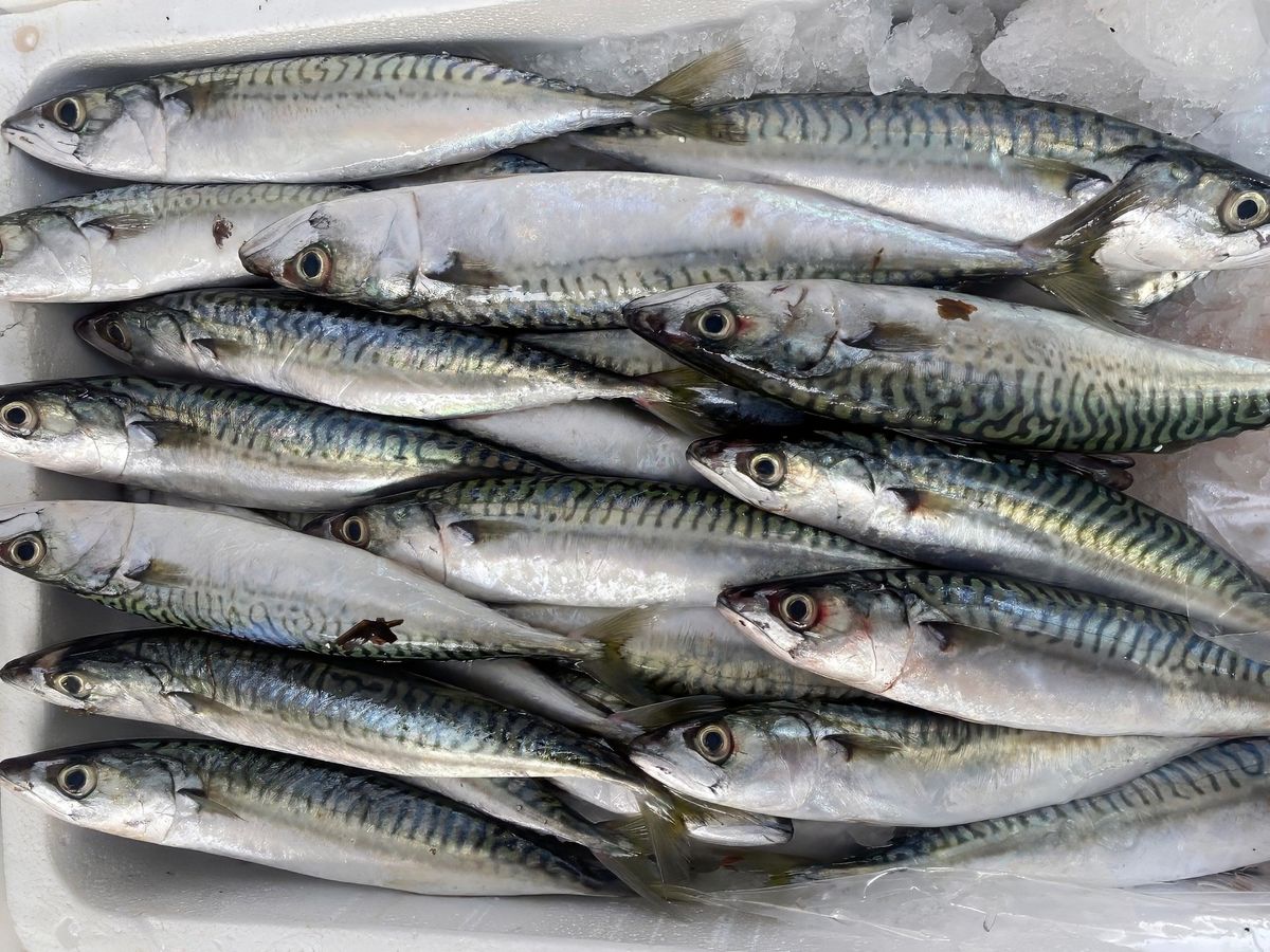 Sardine