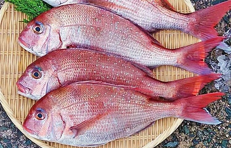 Tilapia rouge