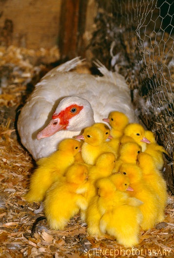 Canard