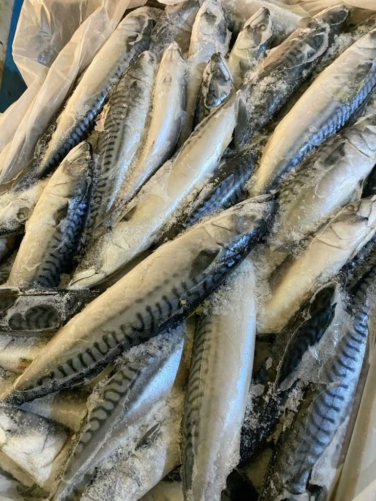 Sardine