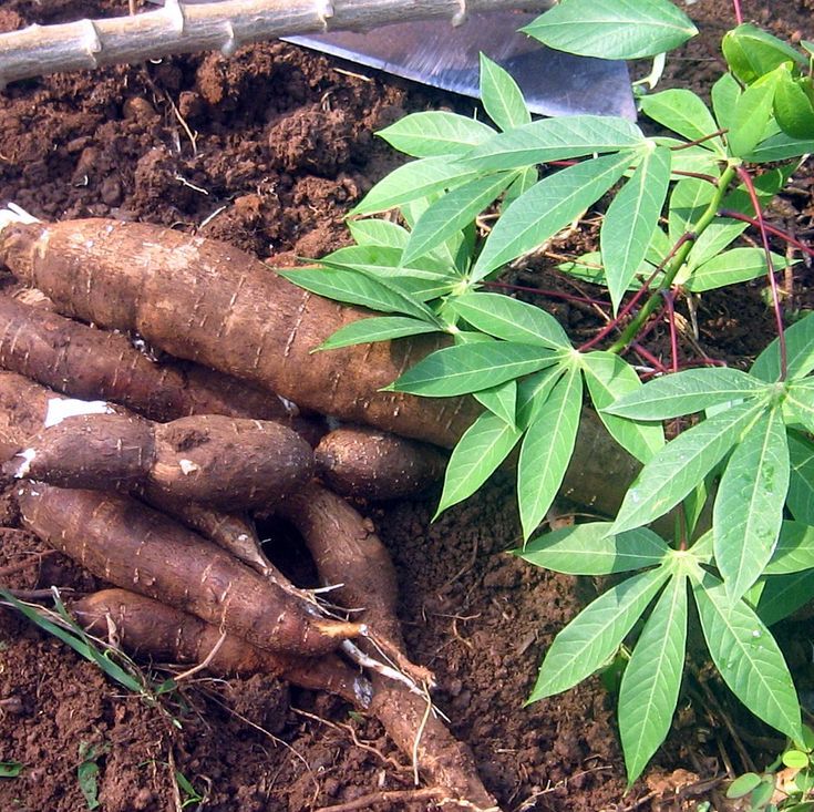 Manioc