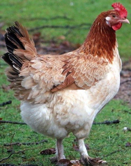 poulet