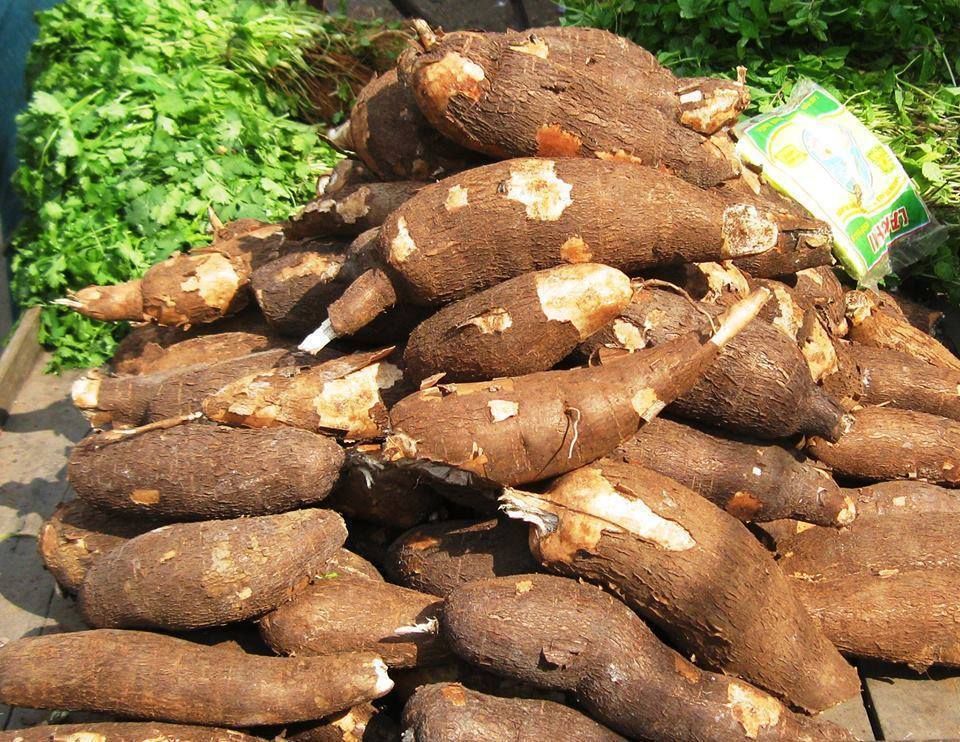 Manioc