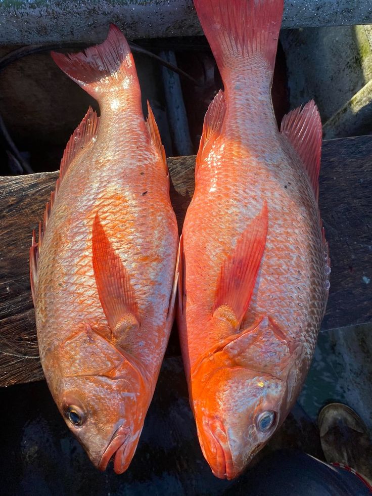 Tilapia rouge