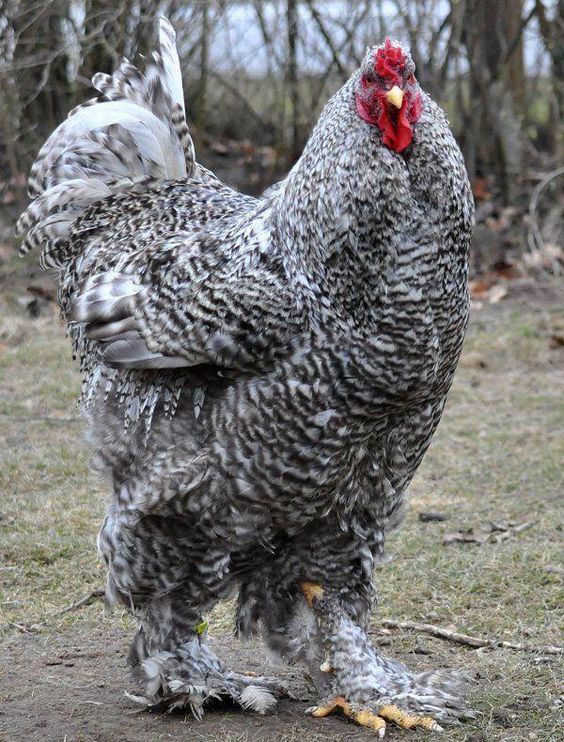 Poulet goliath