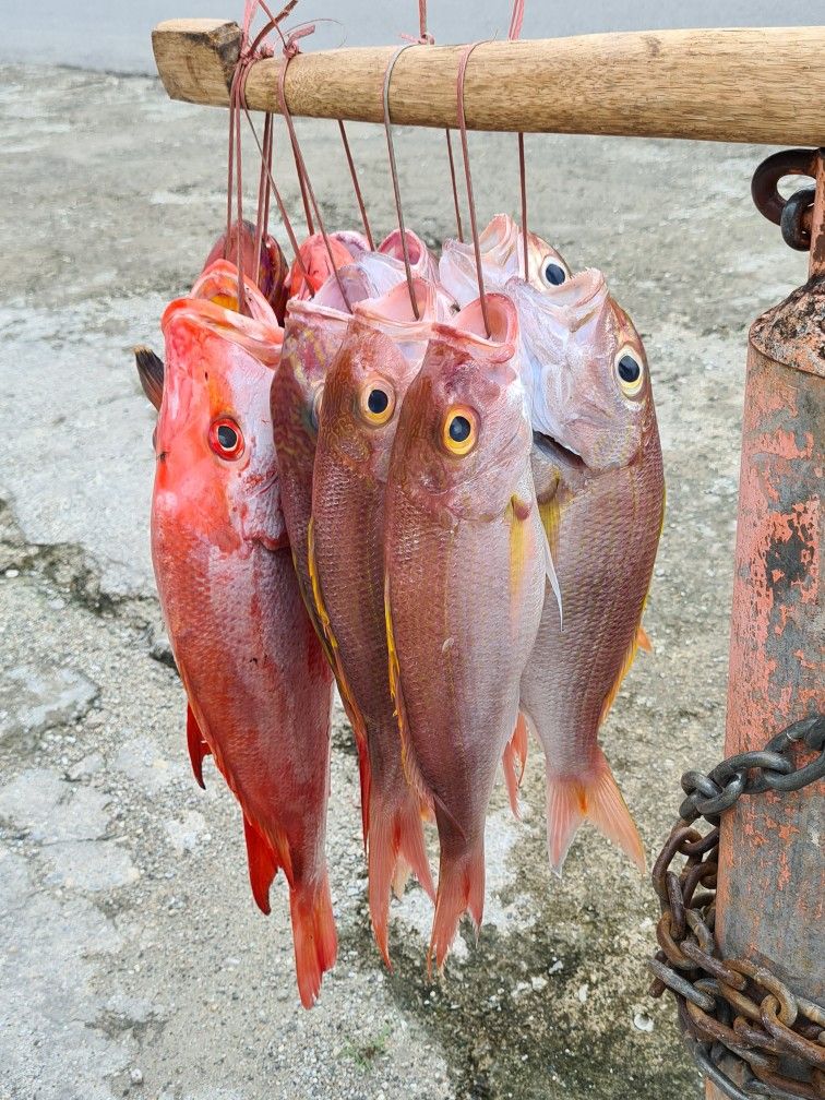 Tilapia rouge