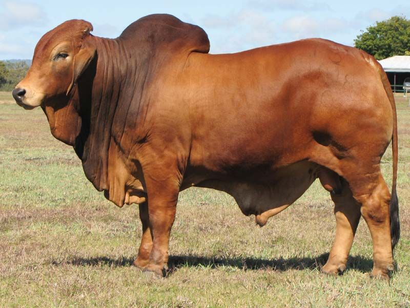Boeuf red  braham