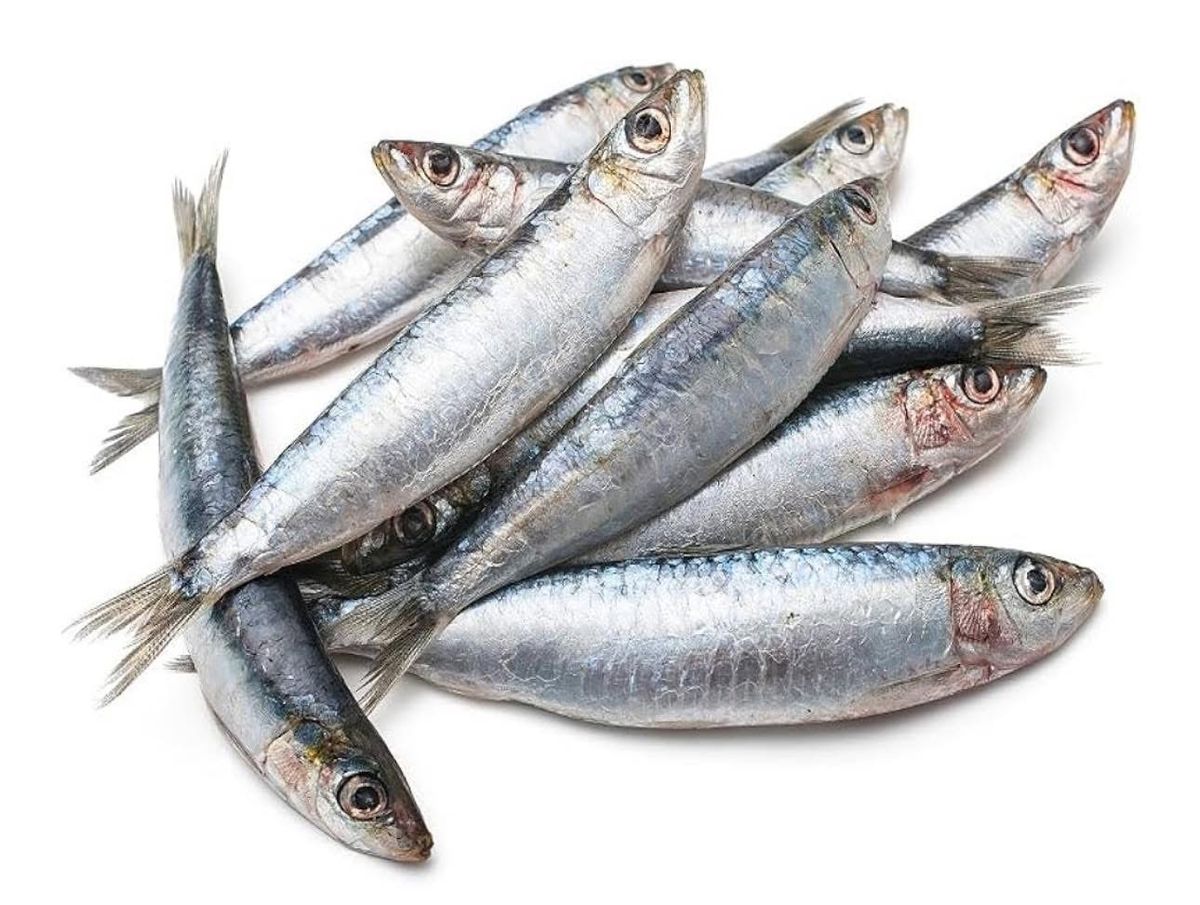 Sardine