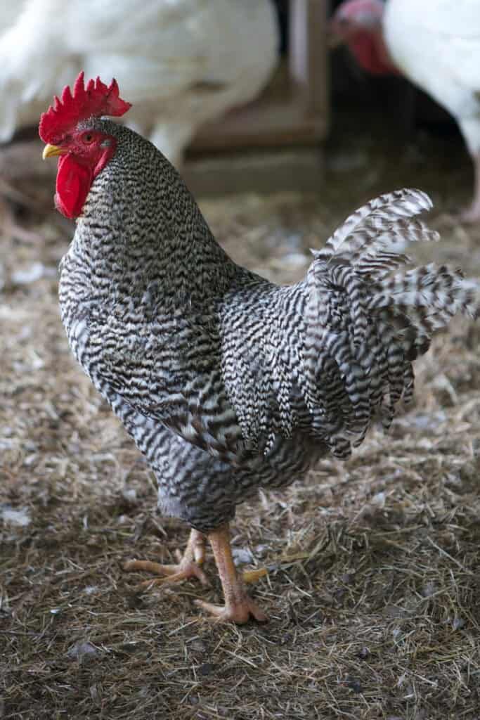 Poulet goliath