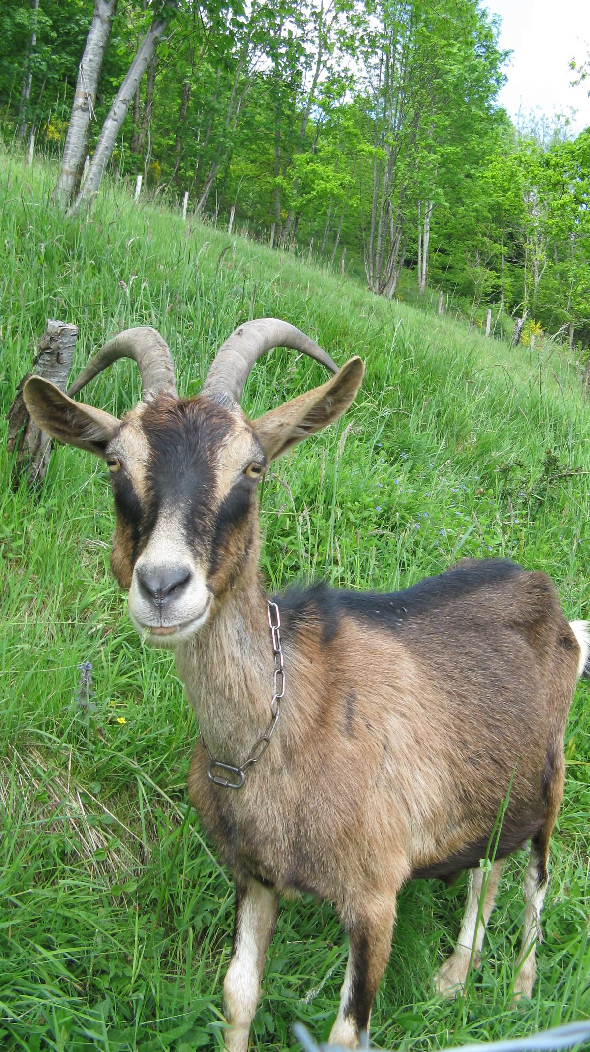 Chèvre djallonké