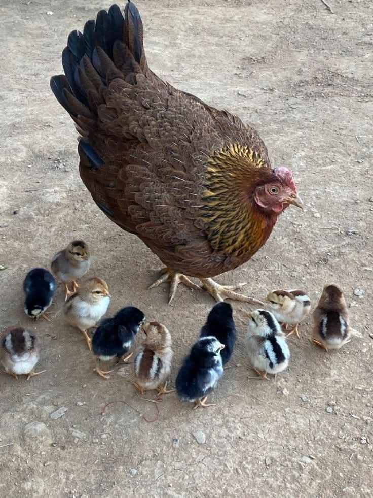 poulet