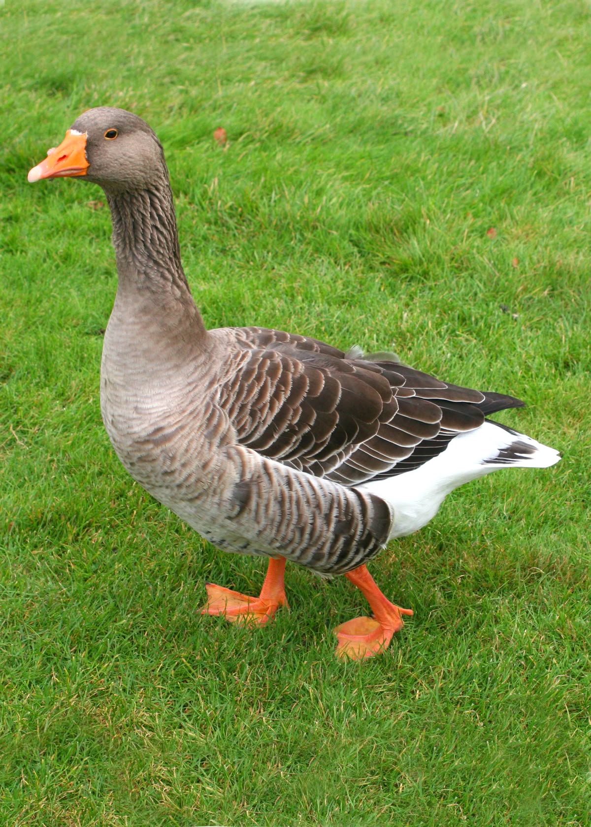 Canard