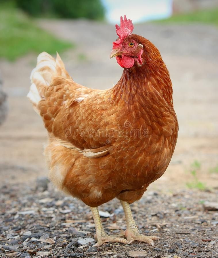Poule pondeuse