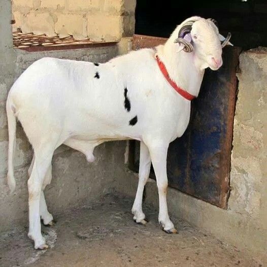 Bélier du sahel