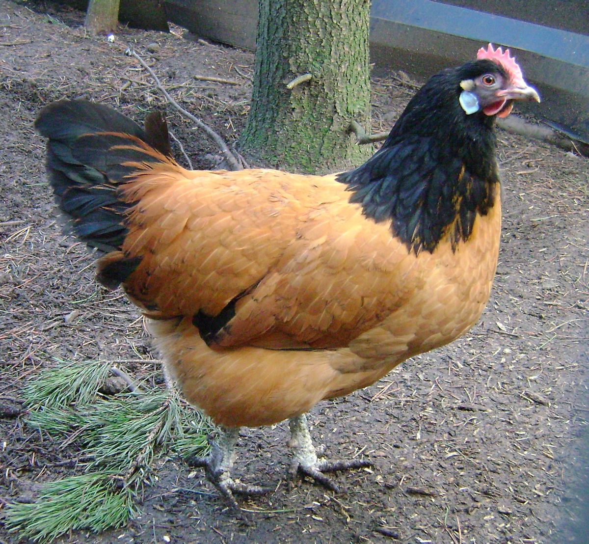 poulet