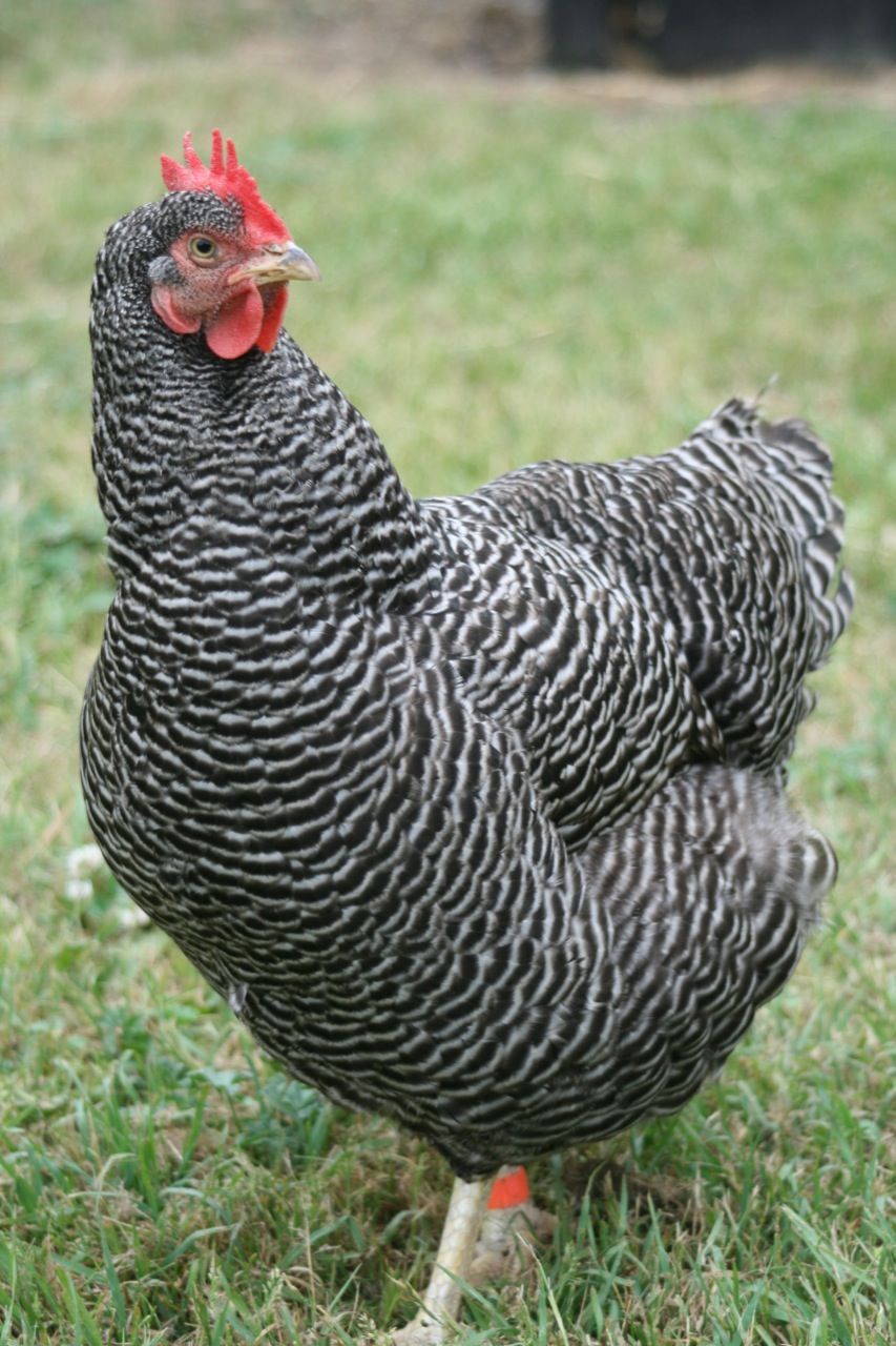 Poulet goliath