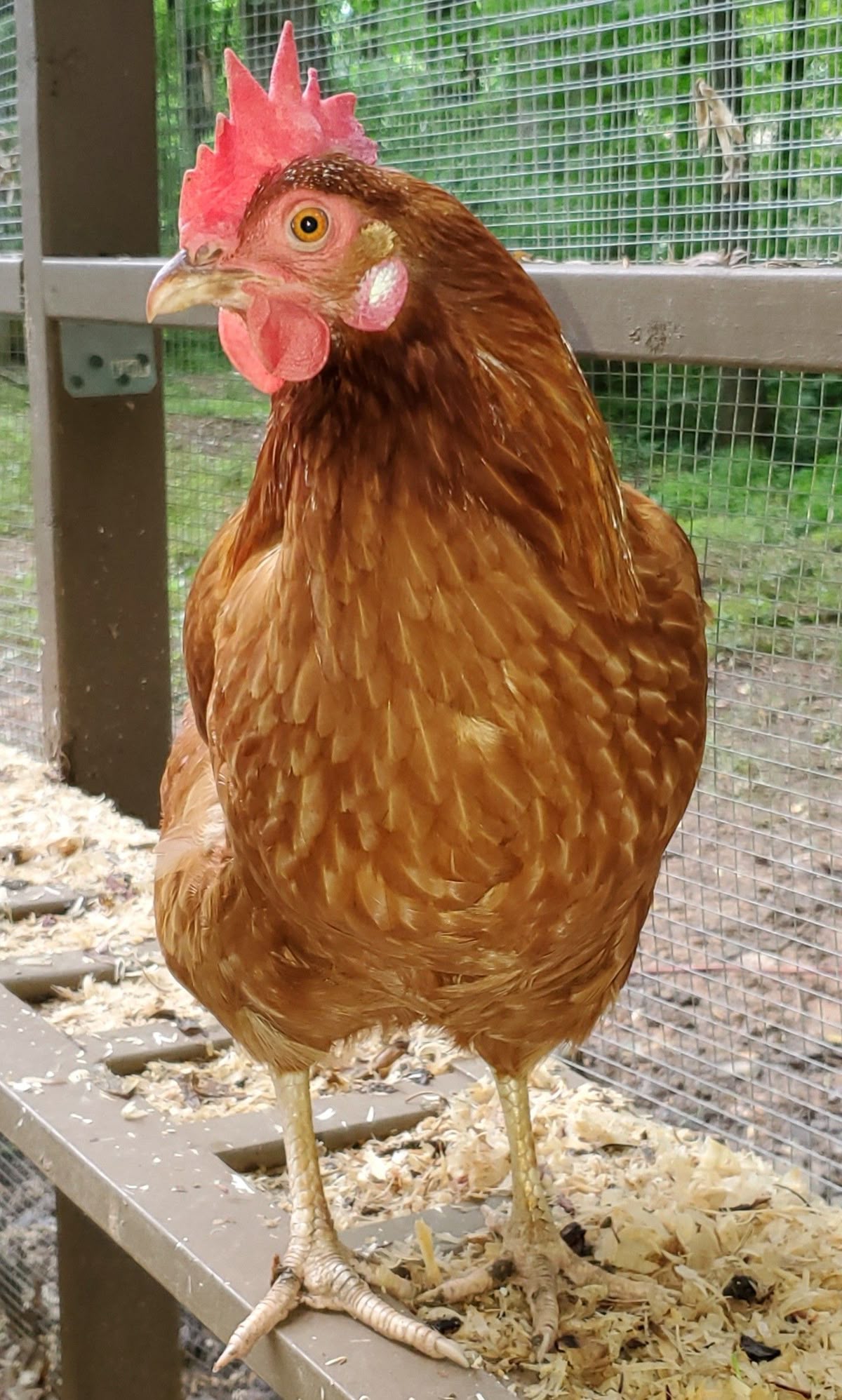 Poule pondeuse